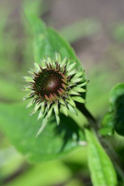Doğadaki ağaçta tutku çiçeği 