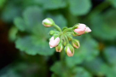 Yaz bahçesinde büyüyen harika pembe çiçekler.