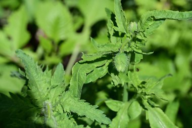 Bahar bahçesinde büyüyen güzel çiçek tomurcuğu 