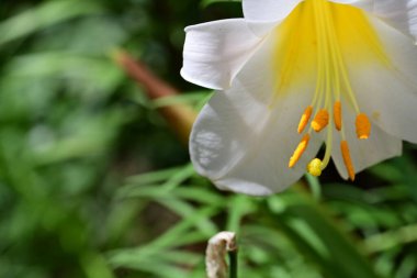 Bahçedeki güzel beyaz zambak çiçeği