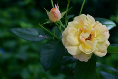 güzel gül bahçesinde yakın çekim