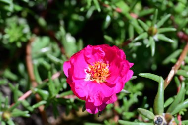 Yaz bahçesinde büyüyen harika pembe çiçekler.