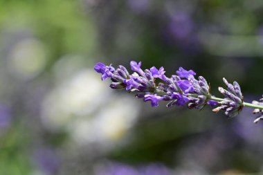 Bahçede açan güzel çiçeklerin yakın plan görüntüsü, çiçek arkaplanı.                      