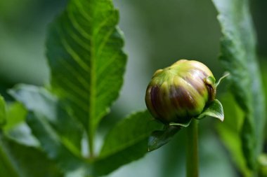 Bahar bahçesinde büyüyen güzel çiçek tomurcuğu 