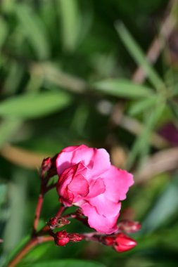 Yaz bahçesinde büyüyen harika pembe çiçekler.