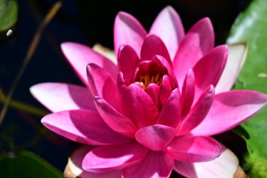 Gölette nilüfer çiçeği 