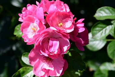 Bahçedeki pembe çiçekleri kapat.