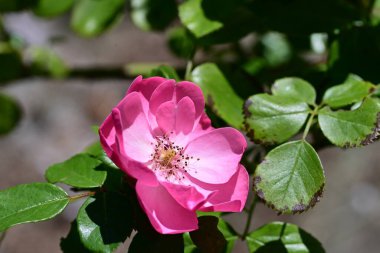 güzel gül bahçesinde yakın çekim