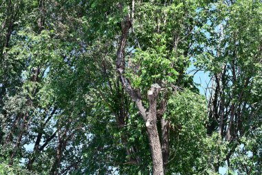 Gökyüzüne karşı yeşil ağaçlar 