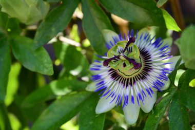 Doğadaki ağaçta tutku çiçeği 