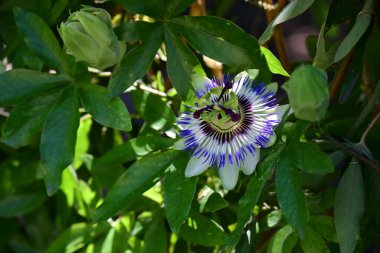 Doğadaki ağaçta tutku çiçeği 