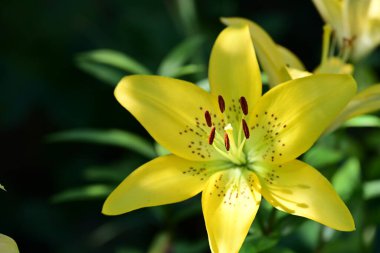 Bahçedeki güzel sarı zambak çiçeği 