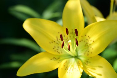 Bahçedeki güzel sarı zambak çiçeği 