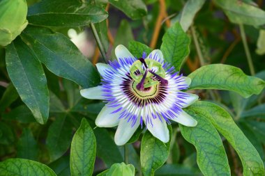 Doğadaki ağaçta tutku çiçeği 