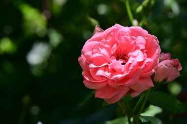 Bahçede güzel pembe bir gül