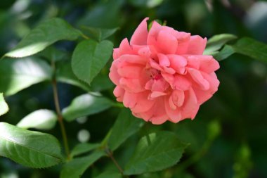 Bahçede güzel pembe bir gül