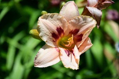 Doğa arka planında çiçek açan güzel zambak çiçeğini kapat. 