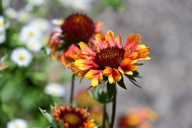 Bahçede açan güzel çiçeklerin yakın plan görüntüsü, çiçek arkaplanı.                      