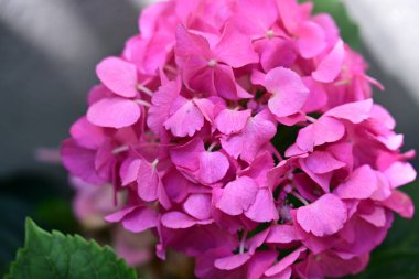 bahçede büyüyen güzel pembe çiçekler