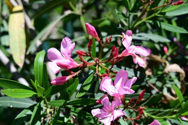 Neryum zakkum pembesi çiçekler kapanıyor