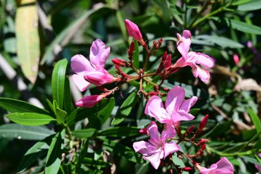 Neryum zakkum pembesi çiçekler kapanıyor