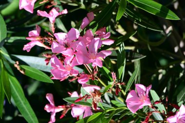 Neryum zakkum pembesi çiçekler kapanıyor