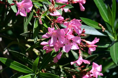 Neryum zakkum pembesi çiçekler kapanıyor
