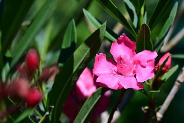 Neryum zakkum pembesi çiçekler kapanıyor