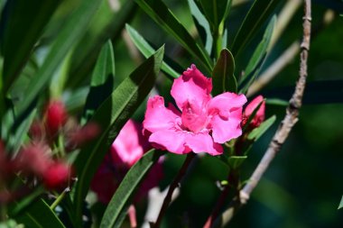 Neryum zakkum pembesi çiçekler kapanıyor
