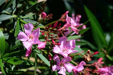 Neryum zakkum pembesi çiçekler kapanıyor