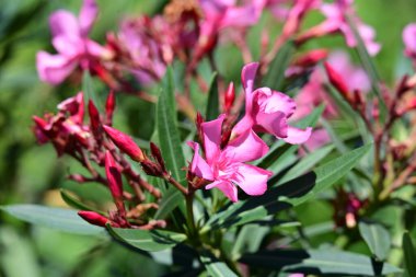 Neryum zakkum pembesi çiçekler kapanıyor