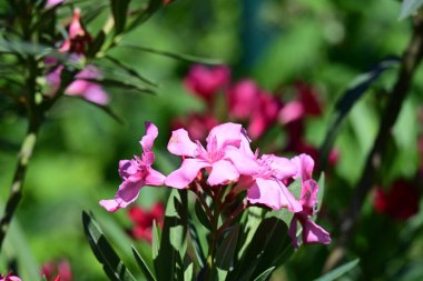 Neryum zakkum pembesi çiçekler kapanıyor