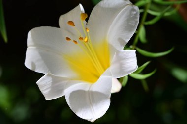 Güzel beyaz zambak çiçeğine yaklaş 