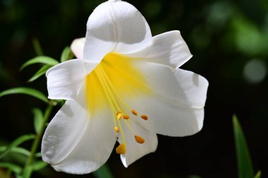 Güzel beyaz zambak çiçeğine yaklaş 