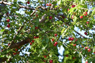 Olgun kırmızı kirazlar ağaçta