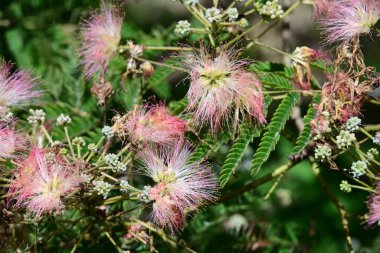 Pers ipeği ağacını kapat