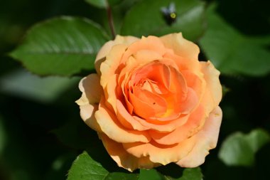 Turuncu gülü kapat. 