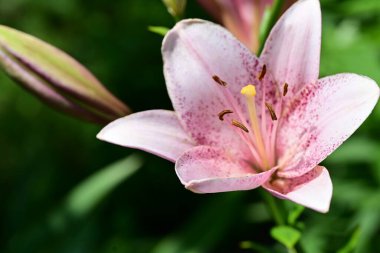 Bulanık arkaplanı olan güzel pembe bir zambak çiçeğinin yakın çekimi. 