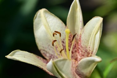 Açık havada yetişen güzel zambak çiçeği, yaz konsepti