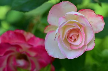 Yeşil arkaplanı olan pembe gül çiçeği 