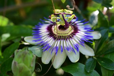 Passiflora caerulea çiçeği. Yaklaş.