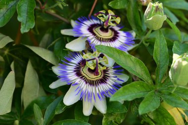 Passiflora caerulea çiçekleri yaklaşın