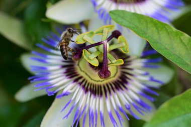 Passiflora caerulea çiçeği. Yaklaş.
