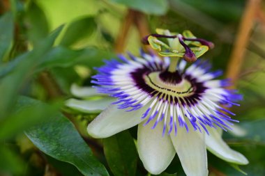 Passiflora caerulea çiçeği. Yaklaş.