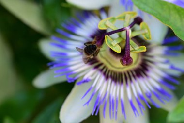 Passiflora caerulea çiçeği. Yaklaş.