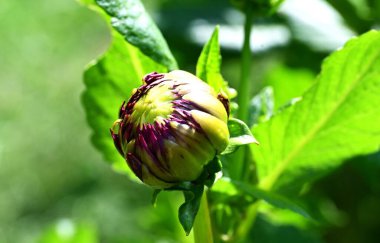 Bahar bahçesinde büyüyen güzel çiçek tomurcuğu 