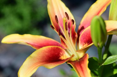 Bahçede kırmızı ve sarı zambak çiçeği