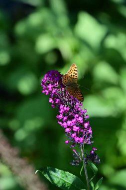 Mor çiçeklerdeki kelebeğin yakın plan görüntüsü