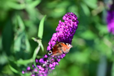 Mor çiçeklerdeki kelebeğin yakın plan görüntüsü