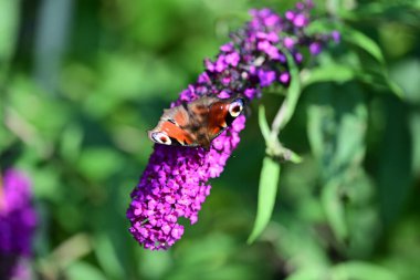 Mor çiçeklerdeki kelebeğin yakın plan görüntüsü